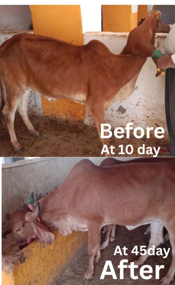 PAYASWINI CALF CARE पयस्विनी काफ केयर - Image 6