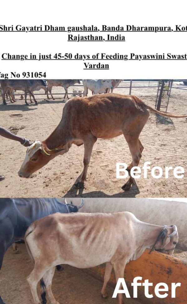 PAYASWINI FERT BOON पयस्विनी फर्ट बून - Image 3