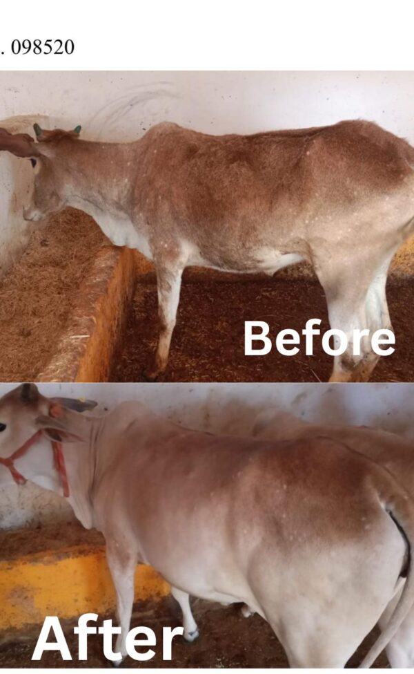 PAYASWINI FERT BOON पयस्विनी फर्ट बून - Image 4