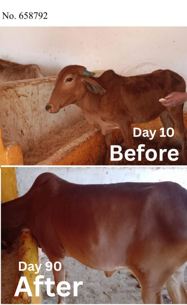 PAYASWINI CALF CARE पयस्विनी काफ केयर - Image 3