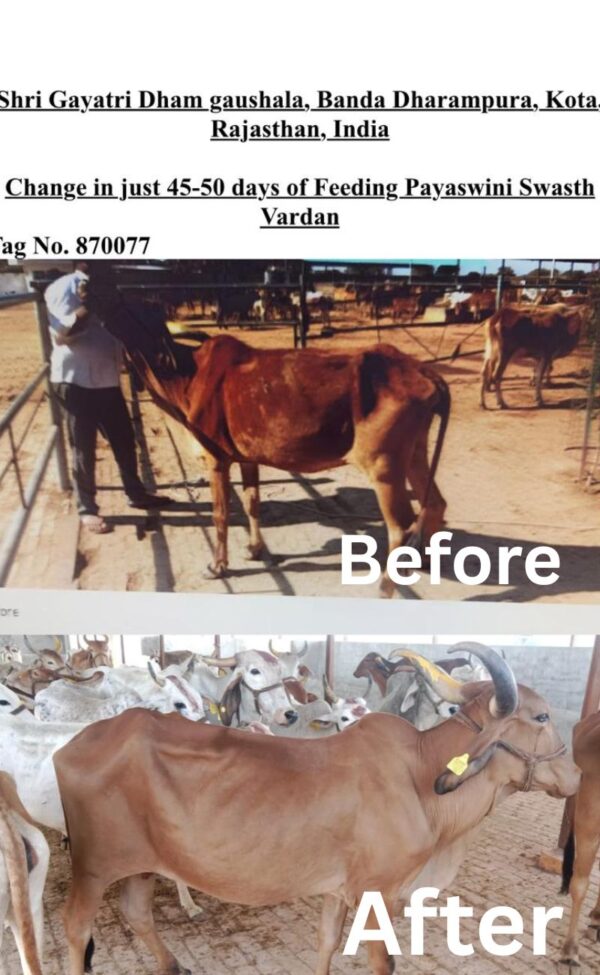 PAYASWINI CALF CARE पयस्विनी काफ केयर - Image 2