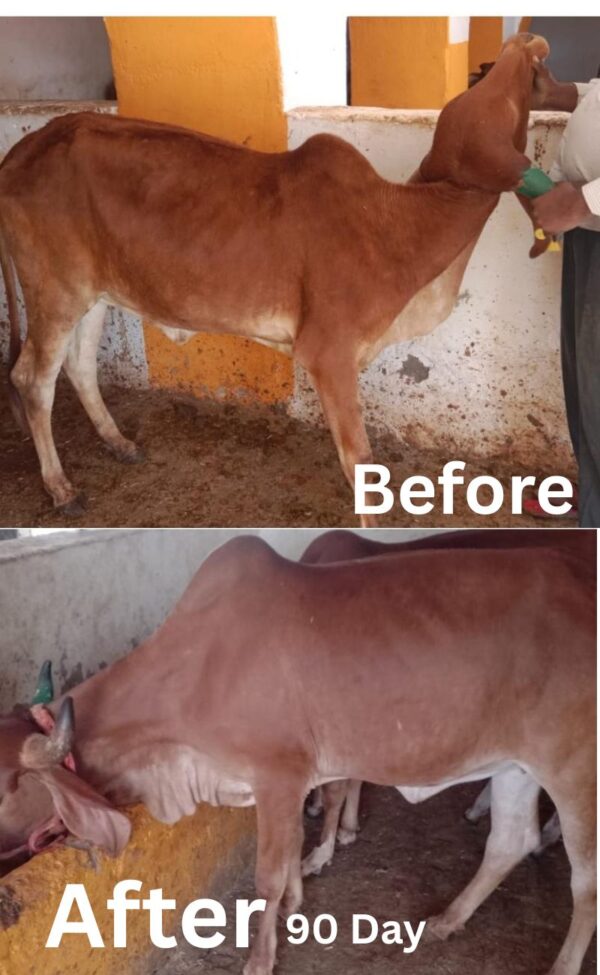 PAYASWINI CALF CARE पयस्विनी काफ केयर - Image 4