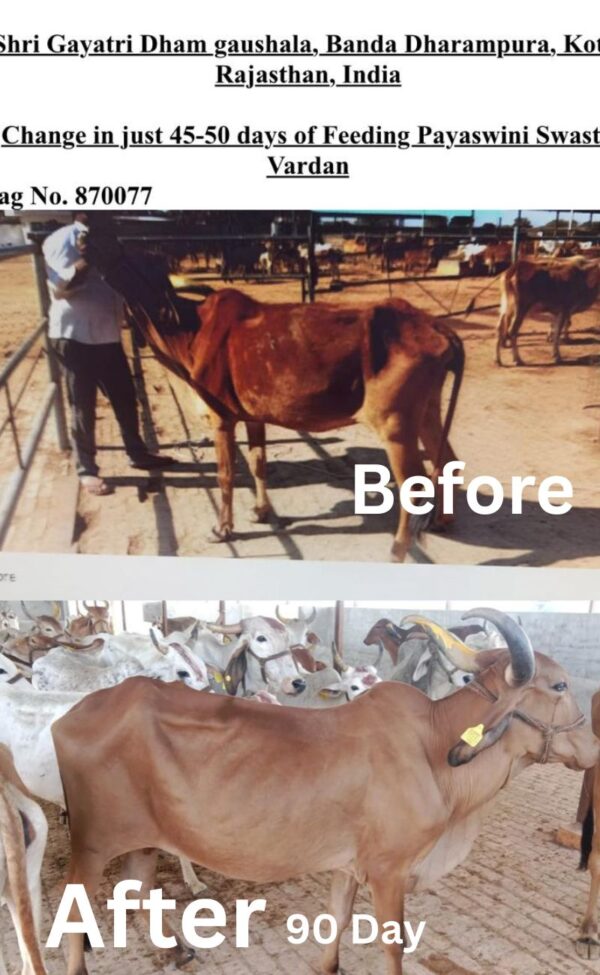PAYASWINI CALF CARE पयस्विनी काफ केयर - Image 5